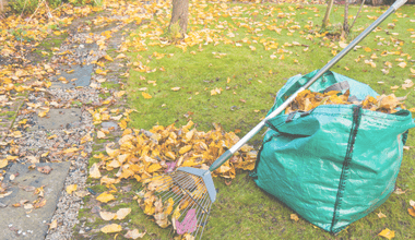 Rake and large bag used to gather leaves. The bag is full already, and there are still leaves all over the lawn that need raking.