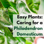 Close-up photo of an easy plant to care for, the philodendron domesticum.