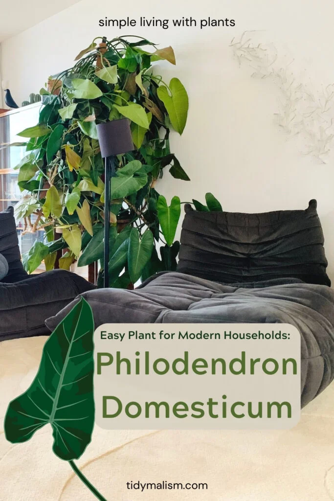 Modern looking living room with dark grey Togo couch from Ligne Roset and a huge green plant, a giant, but easy plant for minimalist households and how to care for philodendron domesticum.