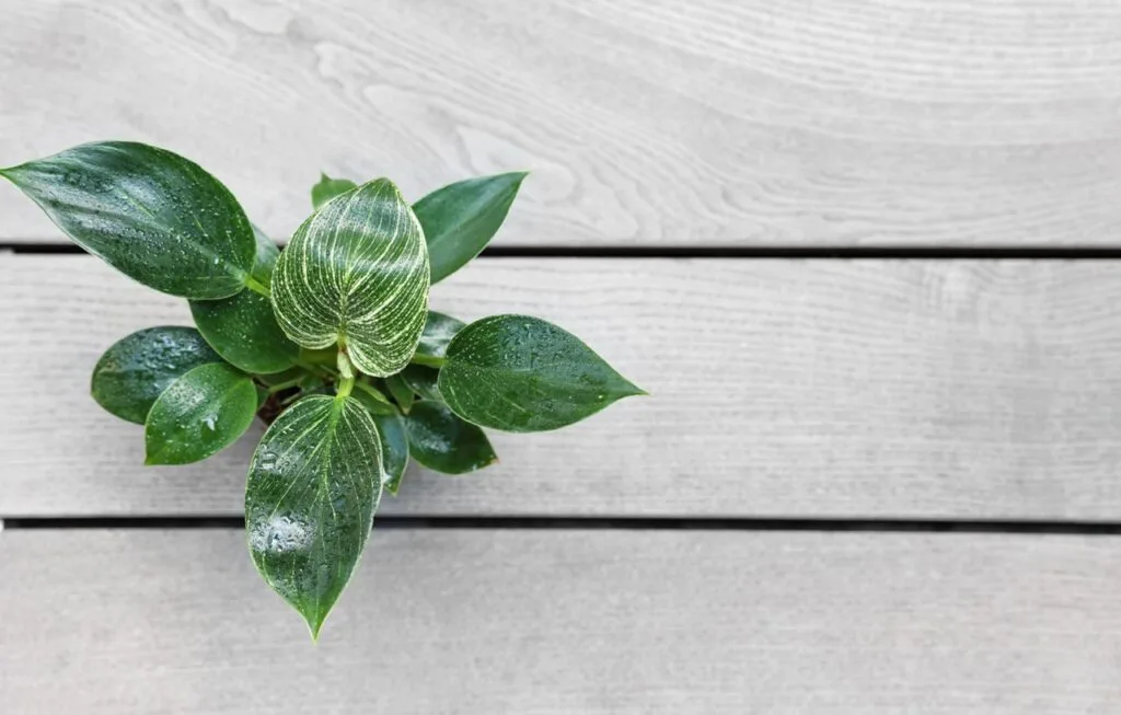 Best Tips to Care for Philodendron Domesticum So It Thrives