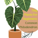 Graphical illustration of a tidy plant for beginners, the common philodendron.