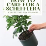 A hand holding a potted Schefflera plant. Photo by feey on Unsplash.
