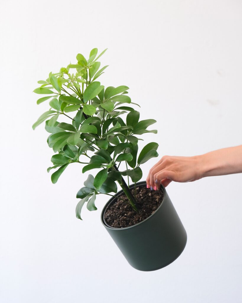 A hand holding a potted Schefflera plant.