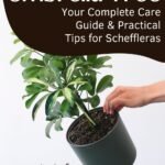 A hand holding a potted Schefflera plant. Photo by feey on Unsplash.