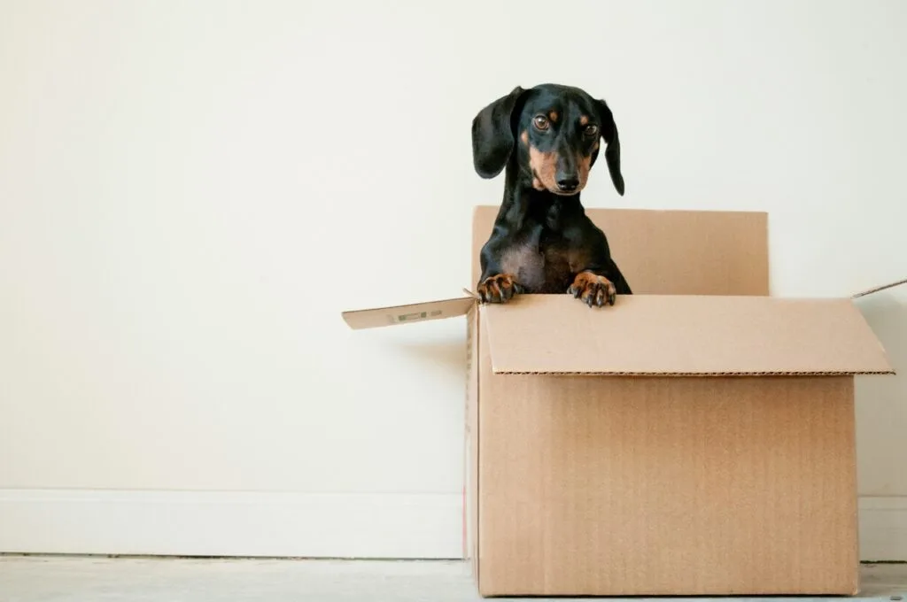 Dachshund standing up in a cardboard moving box